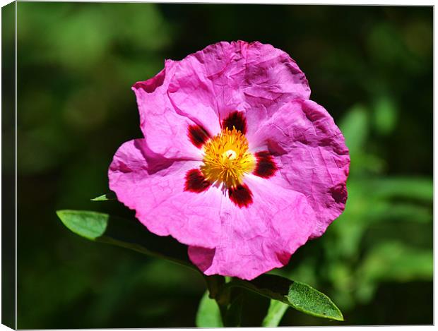 Rock Rose Canvas Print by Donna Collett