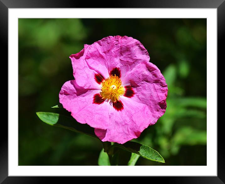 Rock Rose Framed Mounted Print by Donna Collett