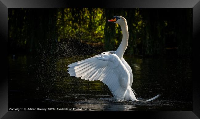Mute Swan Bathing Framed Print by Adrian Rowley