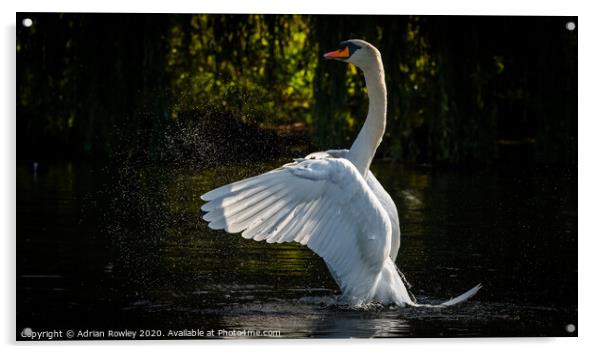 Mute Swan Bathing Acrylic by Adrian Rowley