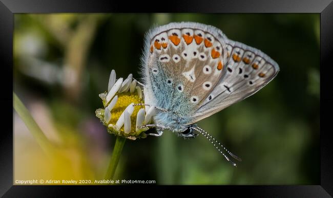 Common Blue Framed Print by Adrian Rowley