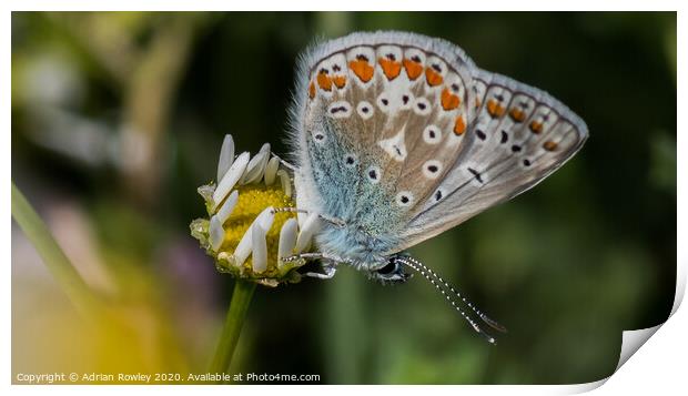 Common Blue Print by Adrian Rowley