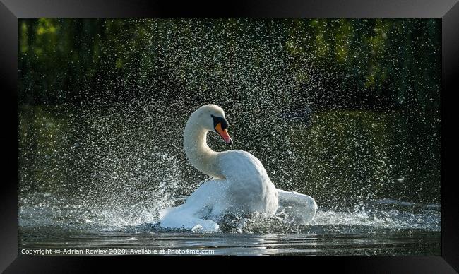 Mute Swan Bathing in Foots Cray Meadows, Kent  Framed Print by Adrian Rowley