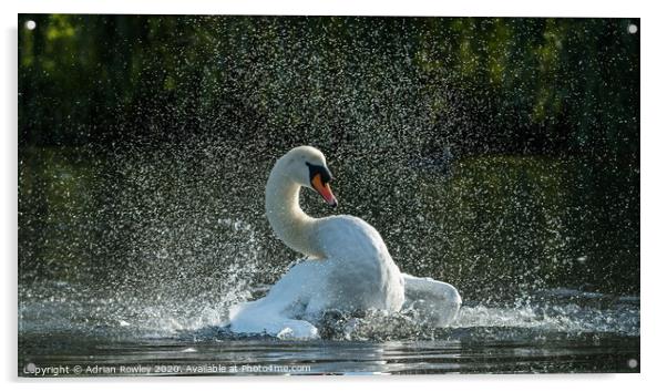 Mute Swan Bathing in Foots Cray Meadows, Kent  Acrylic by Adrian Rowley