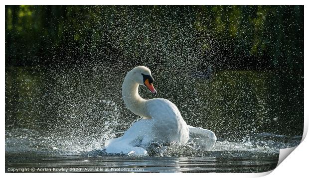 Mute Swan Bathing in Foots Cray Meadows, Kent  Print by Adrian Rowley