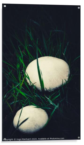Wild champignons Acrylic by Ingo Menhard