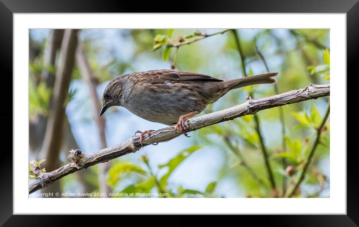 The Dunnock Framed Mounted Print by Adrian Rowley