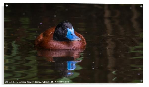 Ruddy Duck Acrylic by Adrian Rowley