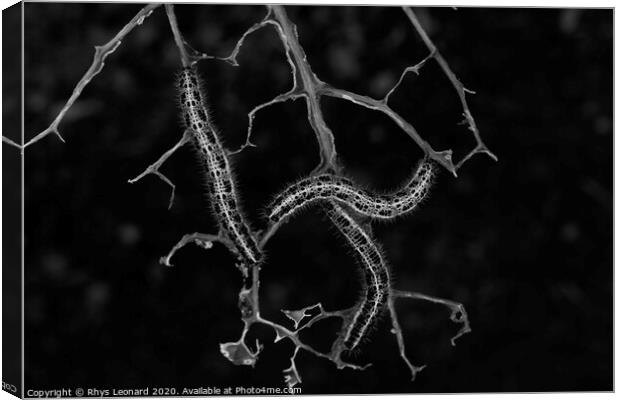 Three cabbage caterpillars clinging to a ravaged brassica Canvas Print by Rhys Leonard