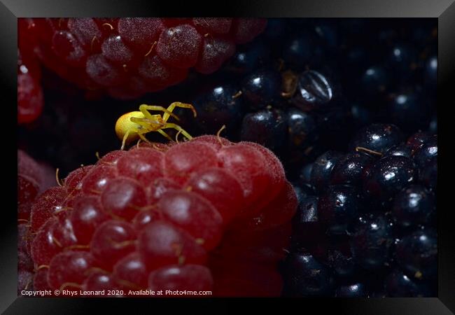 Yellow sac black footed spider covered in berry juice on a raspberry. Framed Print by Rhys Leonard