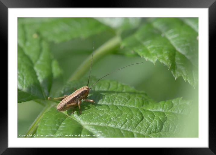 Medium shot of a dark bush cricket on a raspberry plant leaf Framed Mounted Print by Rhys Leonard