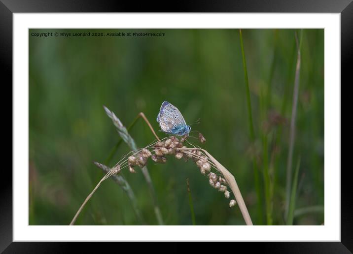 Side profile dark background of a common blue butterfly Framed Mounted Print by Rhys Leonard