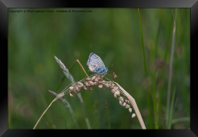 Side profile dark background of a common blue butterfly Framed Print by Rhys Leonard