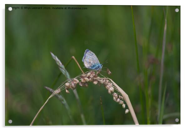 Side profile dark background of a common blue butterfly Acrylic by Rhys Leonard