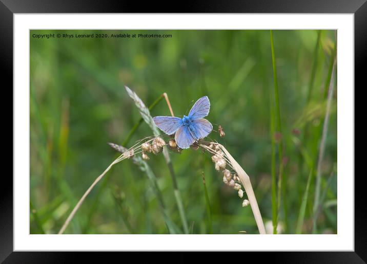 Common blue butterfly spreads vivid blue wings Framed Mounted Print by Rhys Leonard