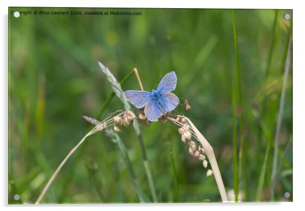 Common blue butterfly spreads vivid blue wings Acrylic by Rhys Leonard