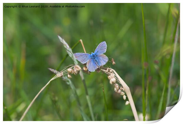 Common blue butterfly spreads vivid blue wings Print by Rhys Leonard