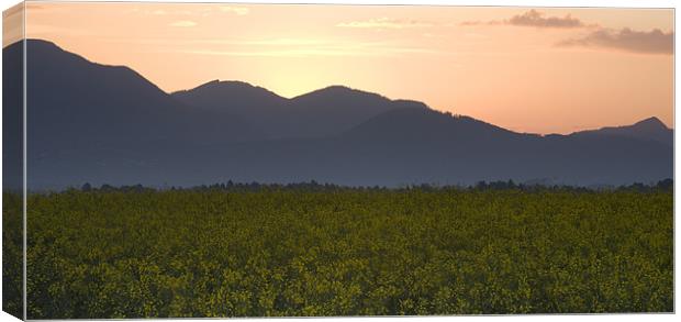 Sunrise over the kamnik alps and rapeseed Canvas Print by Ian Middleton