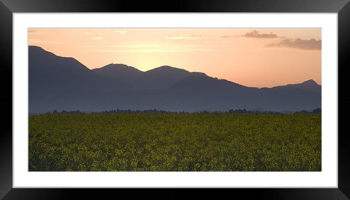 Sunrise over the kamnik alps and rapeseed Framed Mounted Print by Ian Middleton