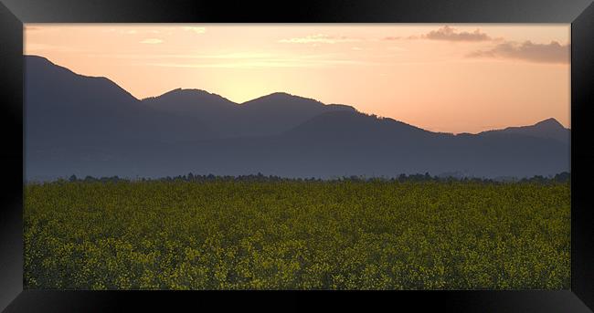 Sunrise over the kamnik alps and rapeseed Framed Print by Ian Middleton