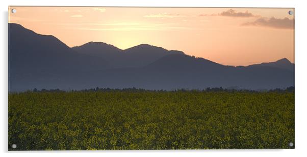 Sunrise over the kamnik alps and rapeseed Acrylic by Ian Middleton