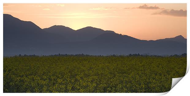 Sunrise over the kamnik alps and rapeseed Print by Ian Middleton