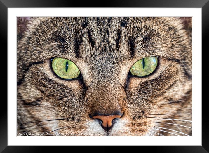 Cats eyes Framed Mounted Print by Richard Ashbee