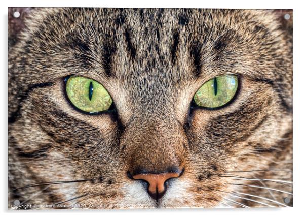 Cats eyes Acrylic by Richard Ashbee