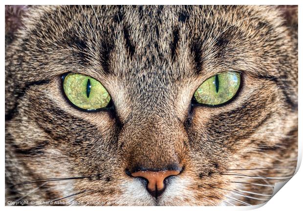 Cats eyes Print by Richard Ashbee