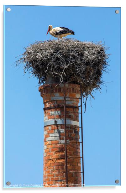 Crane bird in Portugal Acrylic by Chris Dorney