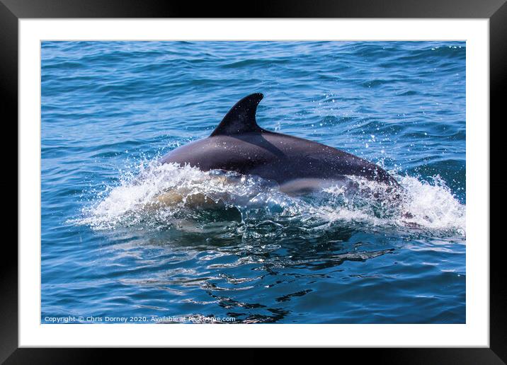 Dolphin in Portugal Framed Mounted Print by Chris Dorney
