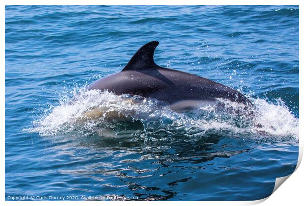 Dolphin in Portugal Print by Chris Dorney