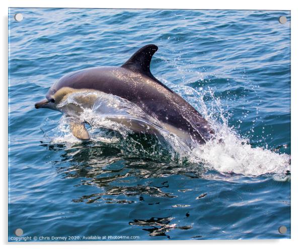 Dolphin in Portugal Acrylic by Chris Dorney