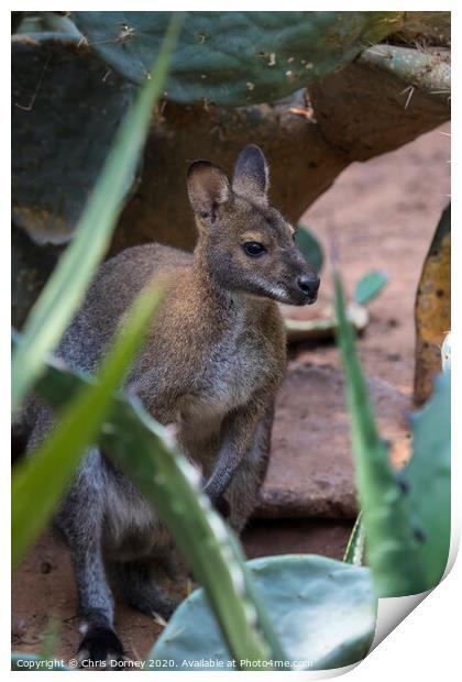 Wallaby Print by Chris Dorney