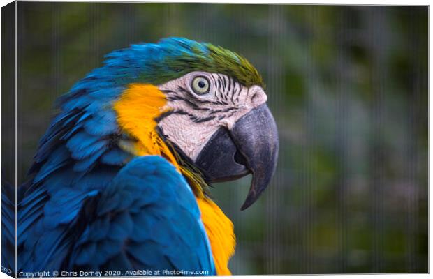 Macaw Parrot Canvas Print by Chris Dorney