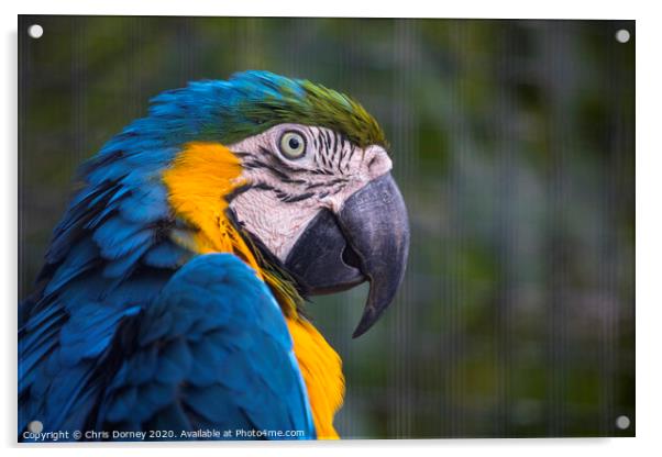 Macaw Parrot Acrylic by Chris Dorney