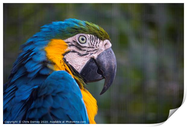 Macaw Parrot Print by Chris Dorney