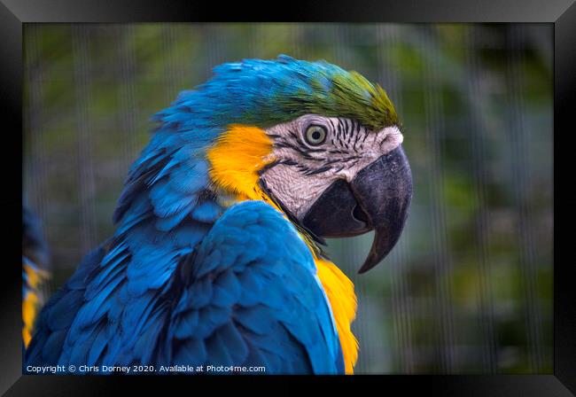 Macaw Parrot Framed Print by Chris Dorney