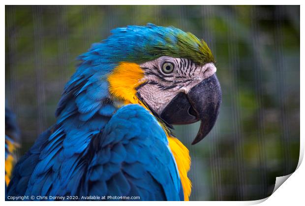 Macaw Parrot Print by Chris Dorney