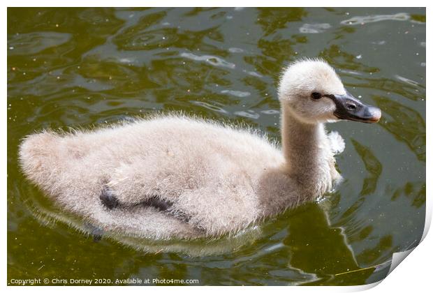 Baby Swan Print by Chris Dorney
