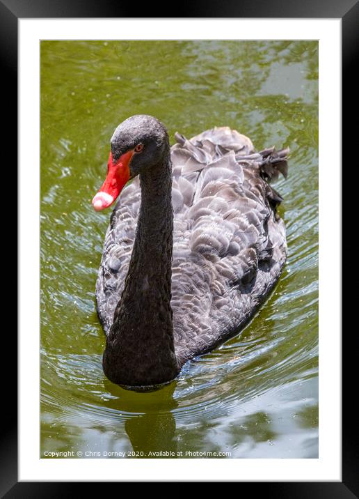 Black Swan Framed Mounted Print by Chris Dorney