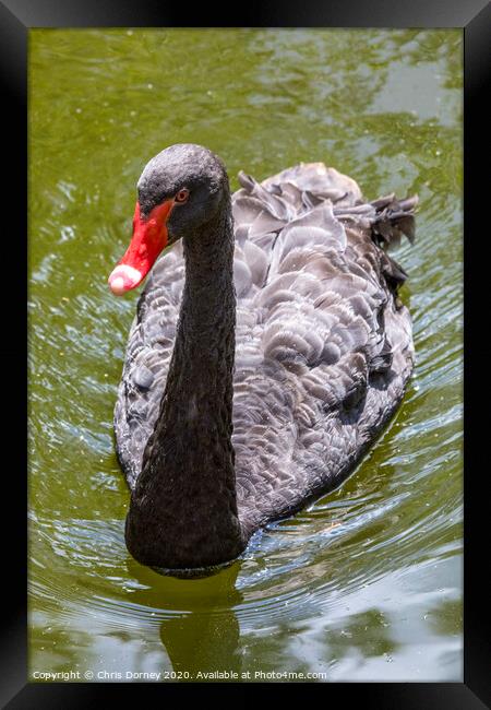 Black Swan Framed Print by Chris Dorney