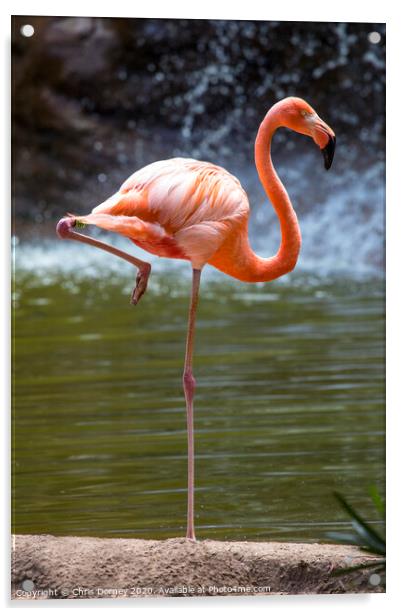 Flamingo Acrylic by Chris Dorney
