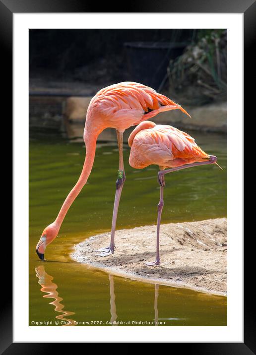 Flamingoes Framed Mounted Print by Chris Dorney