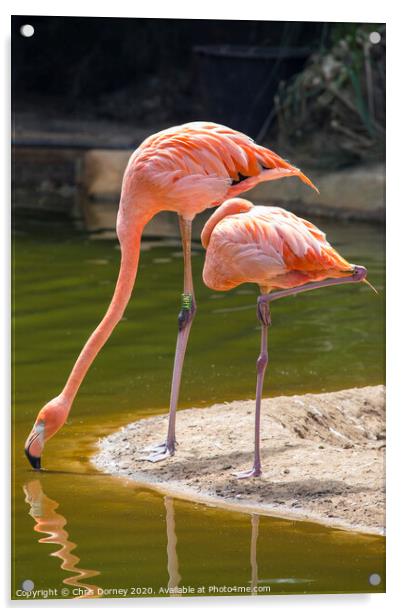 Flamingoes Acrylic by Chris Dorney