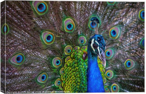 Peacock Canvas Print by Chris Dorney