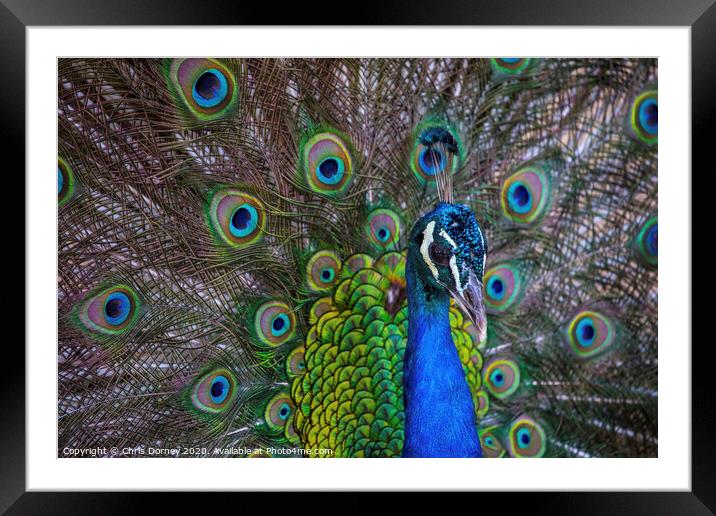 Peacock Framed Mounted Print by Chris Dorney