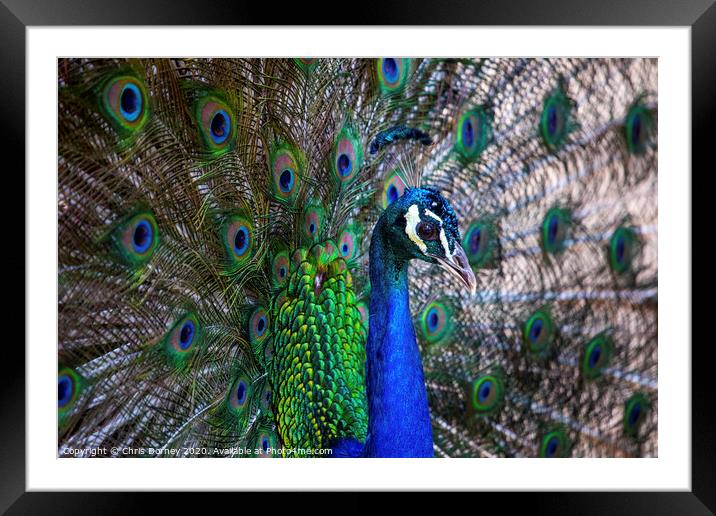 Peacock Framed Mounted Print by Chris Dorney