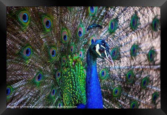 Peacock Framed Print by Chris Dorney