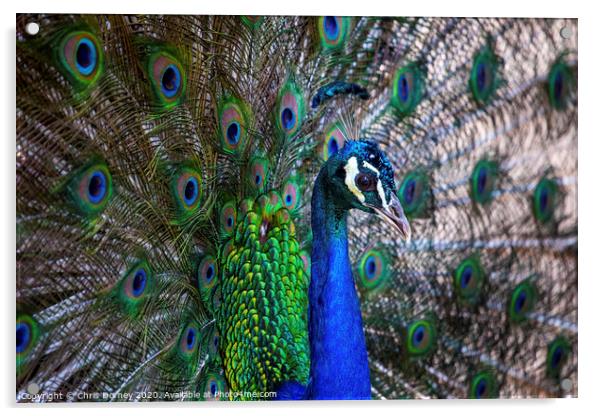 Peacock Acrylic by Chris Dorney